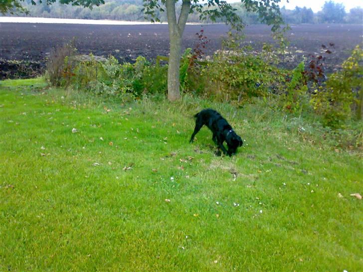 Blanding af racer Molly billede 8