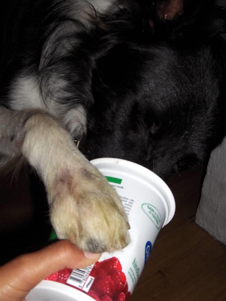 Border collie Pomba billede 13