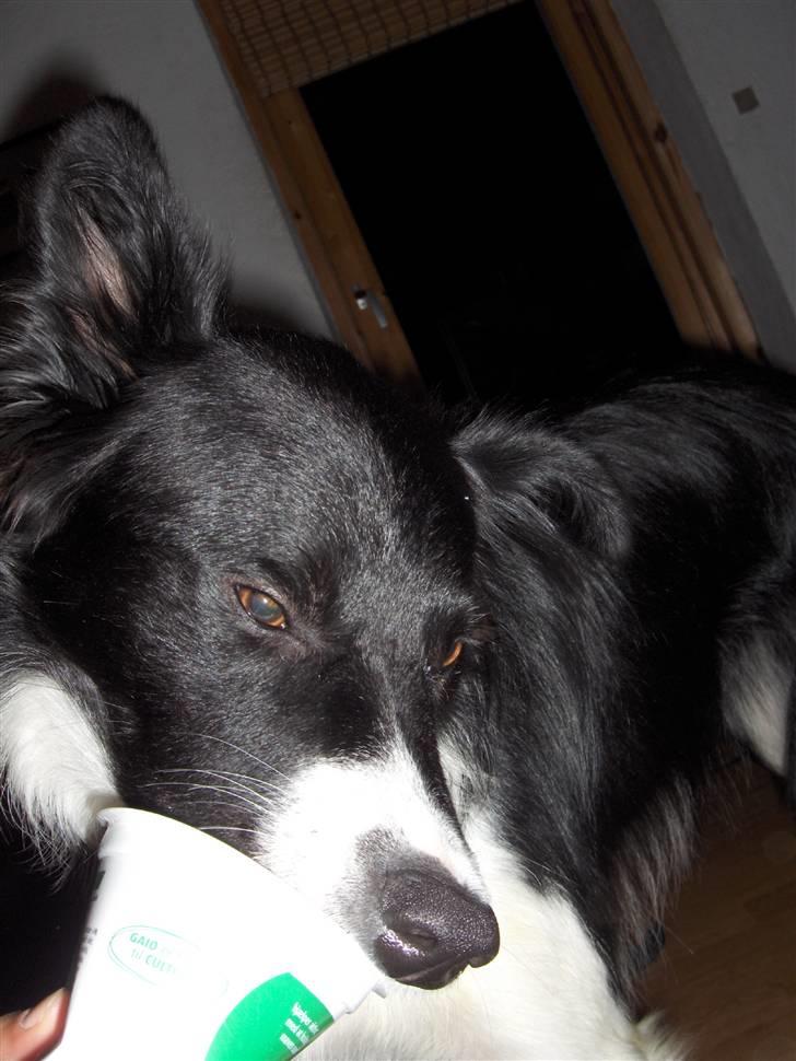 Border collie Pomba billede 14