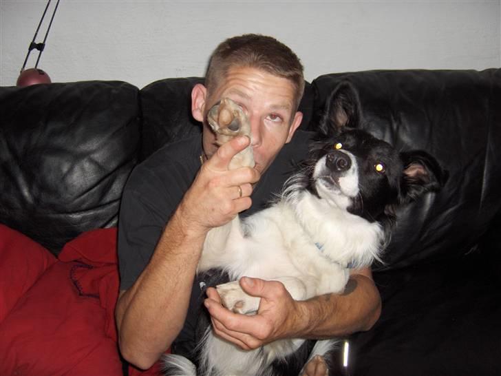 Border collie Pomba billede 15