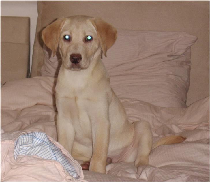 Labrador retriever Diddi billede 1