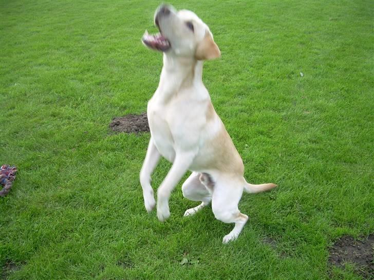 Labrador retriever Diddi billede 2