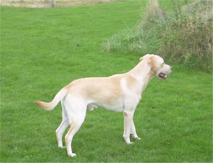 Labrador retriever Diddi billede 3