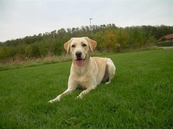 Labrador retriever Diddi billede 4