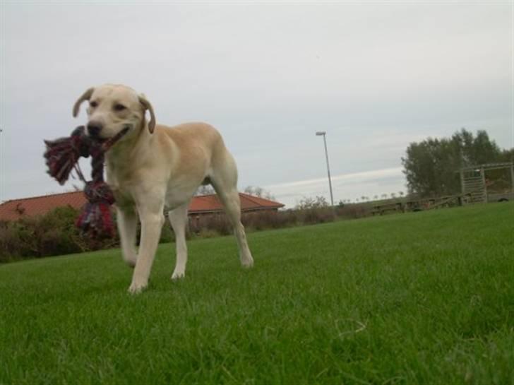 Labrador retriever Diddi billede 5