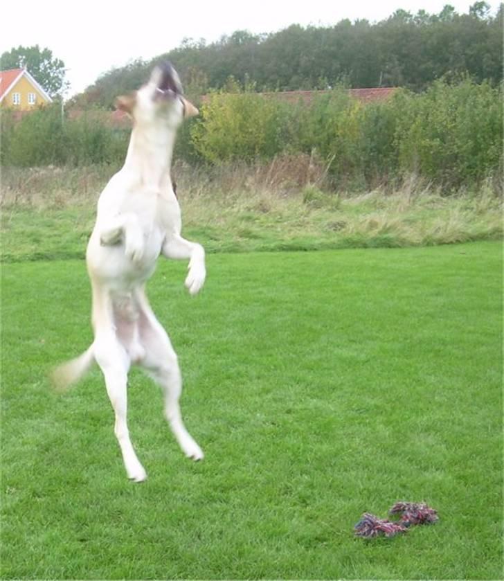 Labrador retriever Diddi billede 6