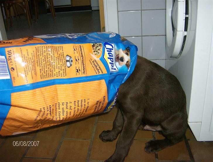 Labrador retriever Hugo - hjælp... jeg sidder fast billede 8