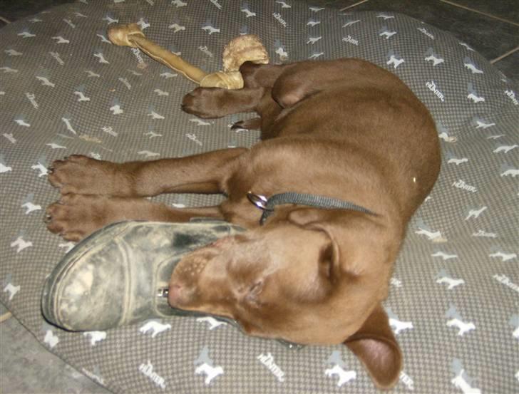 Labrador retriever Hugo - sure sko dejlig sove medicin billede 9