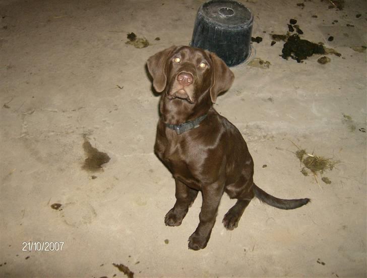 Labrador retriever Hugo billede 10