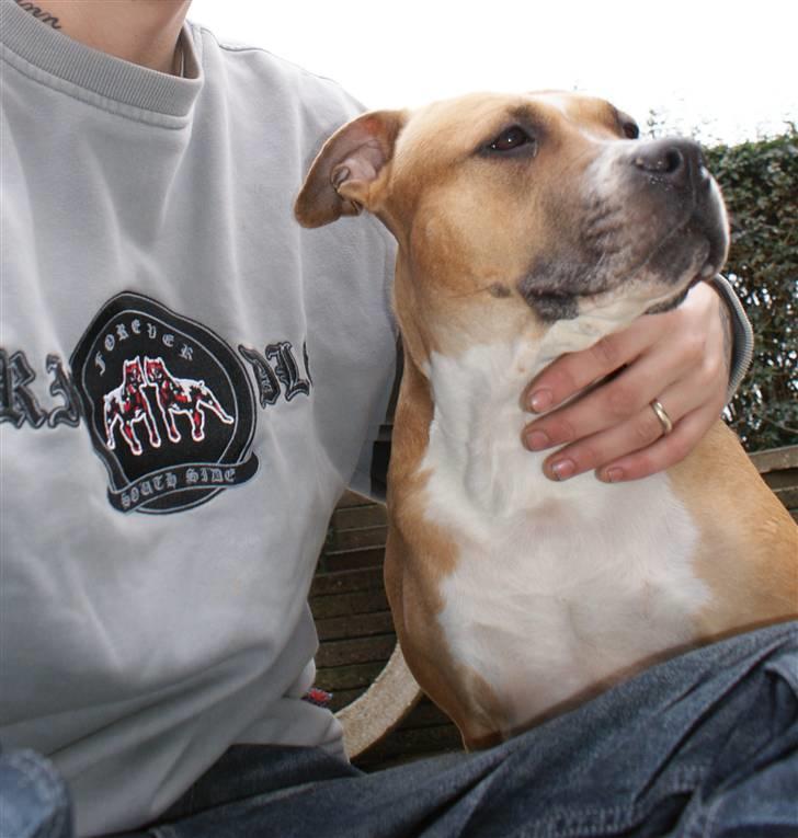 Amerikansk staffordshire terrier trunte - mig billede 16