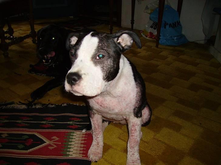 Amerikansk staffordshire terrier Nala (aflivet i 2007) - Nala da hun var syg. Dette billede er taget i min venindes sommerhus billede 18