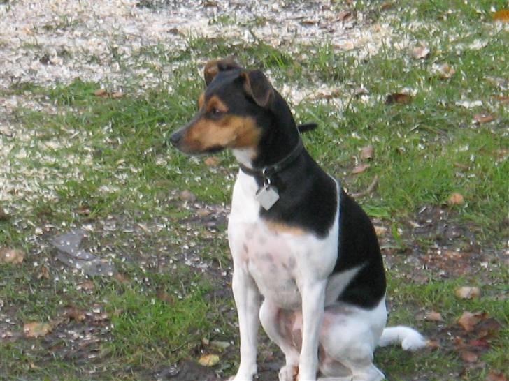 Dansk svensk gaardhund kiki - jeg sidder lige og venter på min far og mor billede 9