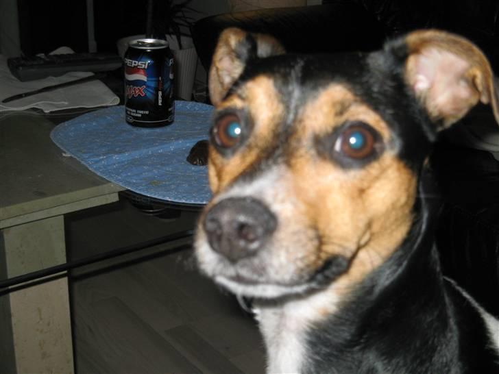 Dansk svensk gaardhund kiki - uff far der fik du mig med kameraet billede 10