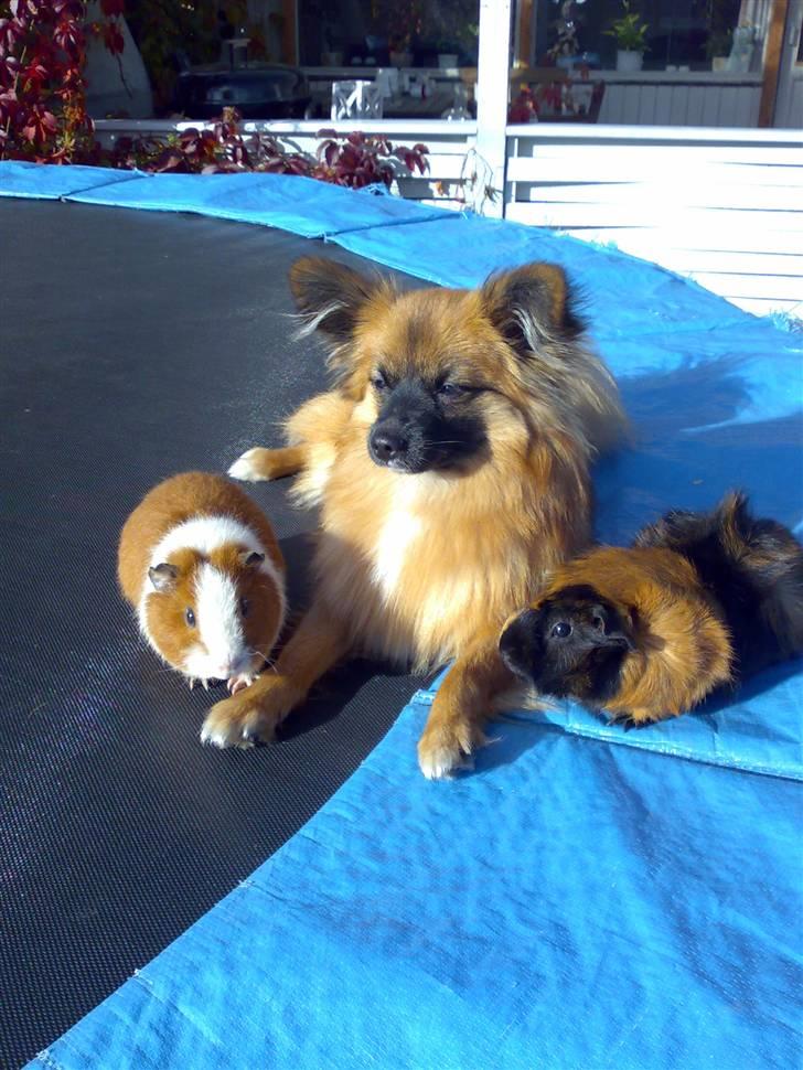 Blanding af racer Gizmo billede 12