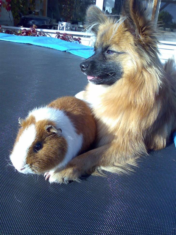 Blanding af racer Gizmo billede 13