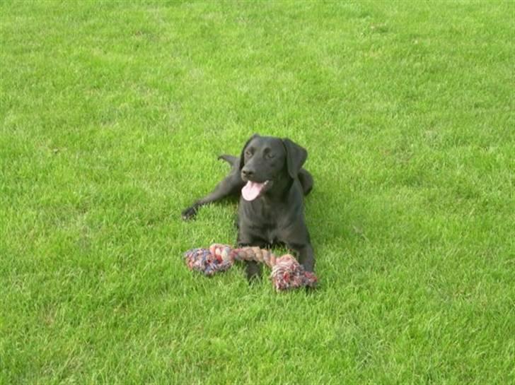 Labrador retriever raja - solgt billede 1