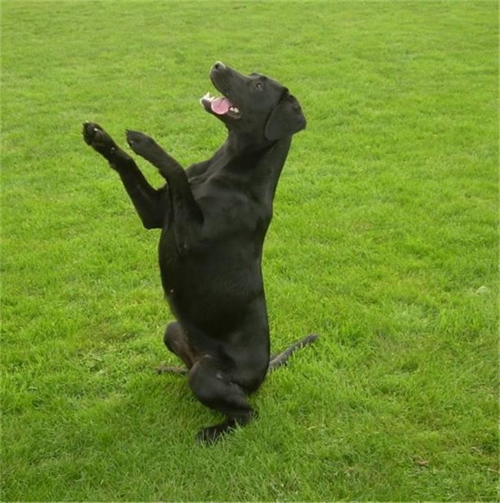 Labrador retriever raja - solgt - sit fin billede 2