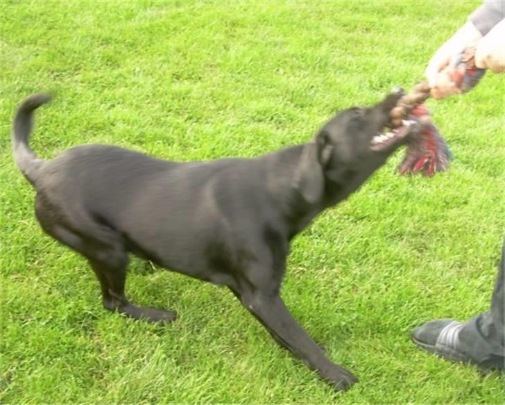 Labrador retriever raja - solgt billede 3