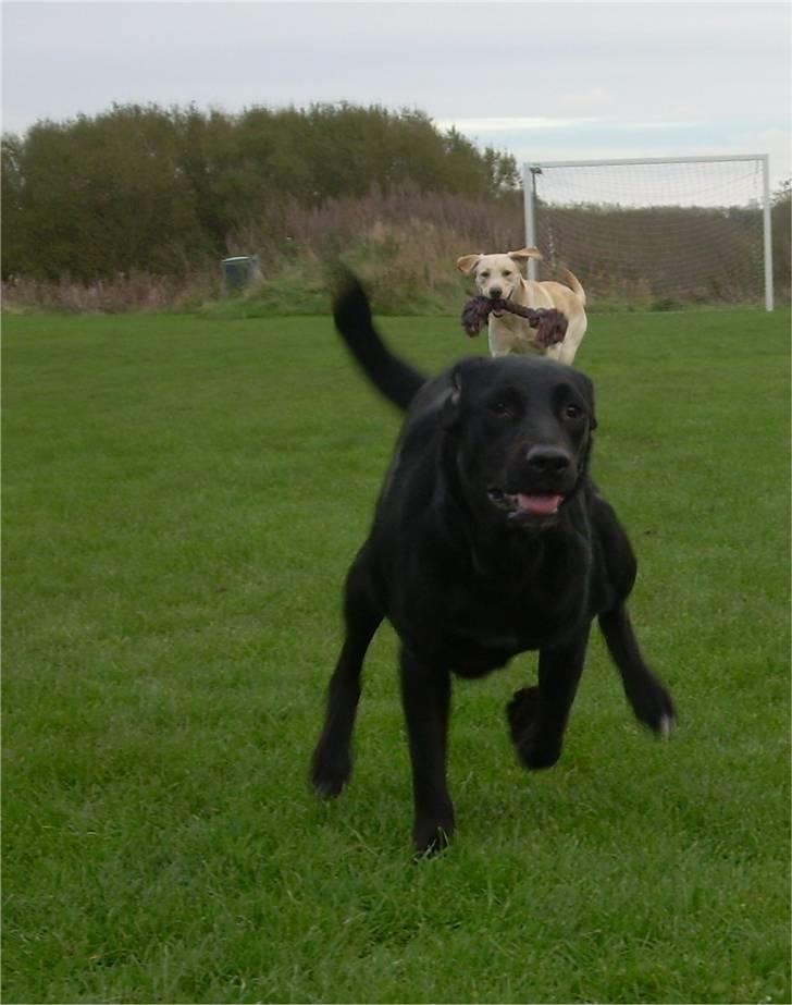 Labrador retriever raja - solgt billede 4