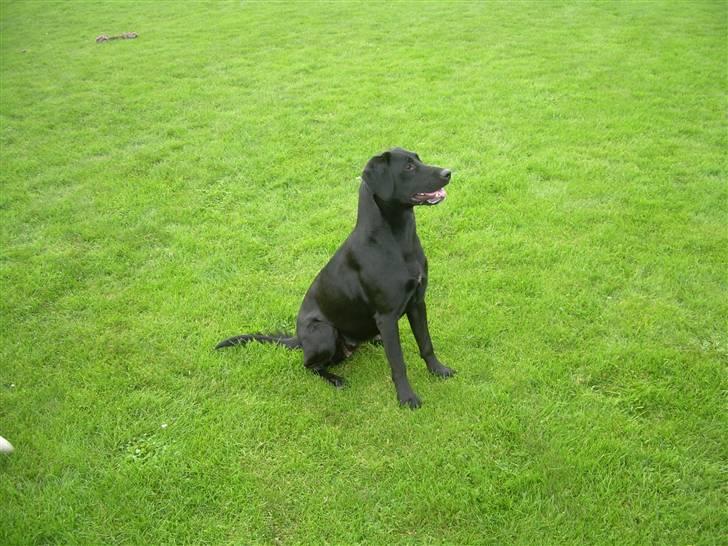 Labrador retriever raja - solgt billede 5