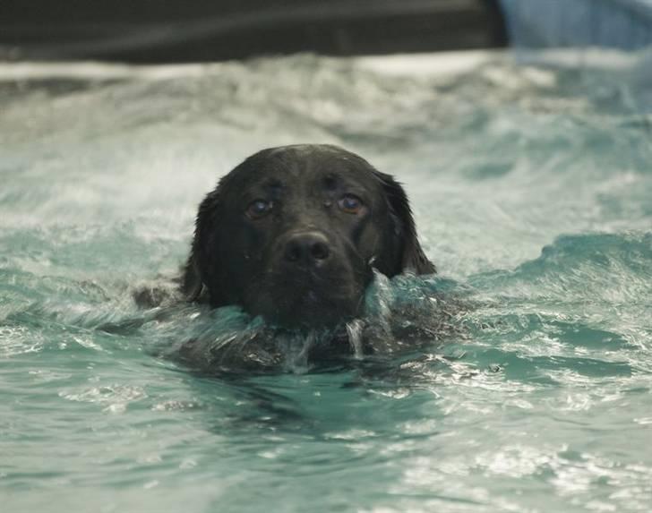 Labrador retriever KBHVV2017 Lotus. Hvil i fred, skønneste Tussemor billede 6