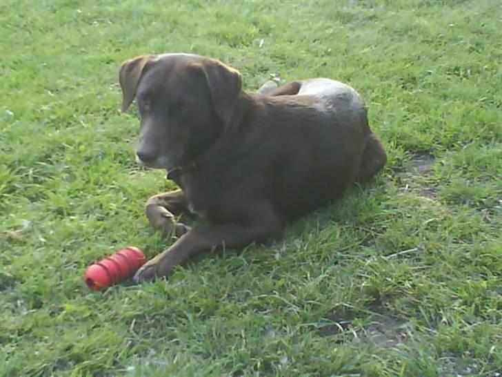 Blanding af racer Nala - Nala ligger og nyder solen i haven billede 1