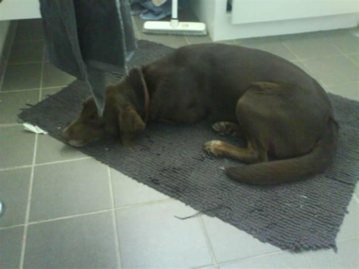 Blanding af racer Nala - Nala Slapper af,der hvor de er gulv varme billede 2