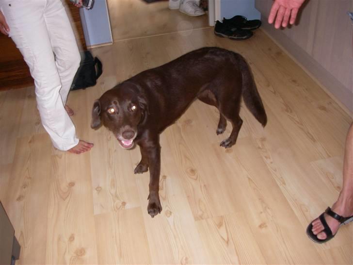 Blanding af racer Nala billede 3