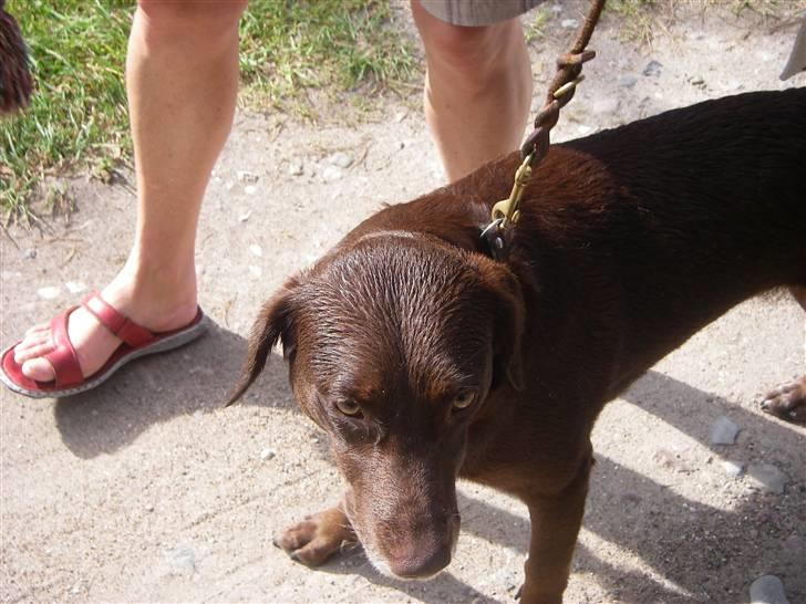 Blanding af racer Nala - lige været nede ved og bade billede 4