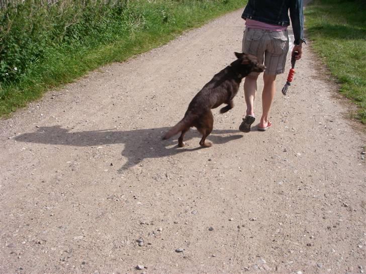 Blanding af racer Nala - hun vil have sit legetøj billede 5