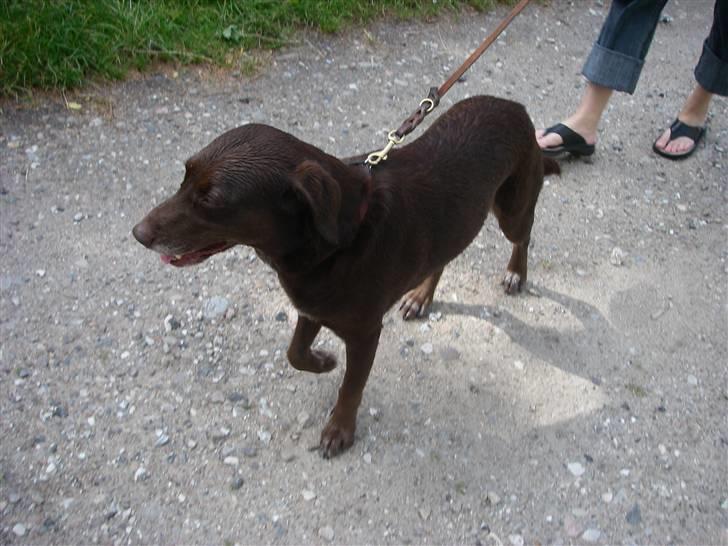 Blanding af racer Nala - på vej hjem billede 6