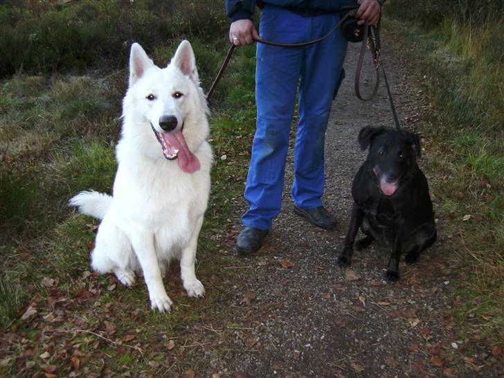 Hvid schæfer Echo Alba - nyeste billede af Echo drengen - taget på vores sædvanlige tur i Hundeskoven ... Blackie havde lidt svært ved at sidde stille  ;-) billede 9
