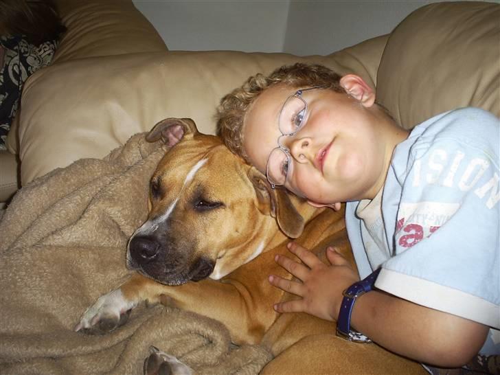 Amerikansk staffordshire terrier trunte - sammen med fars bror  billede 17