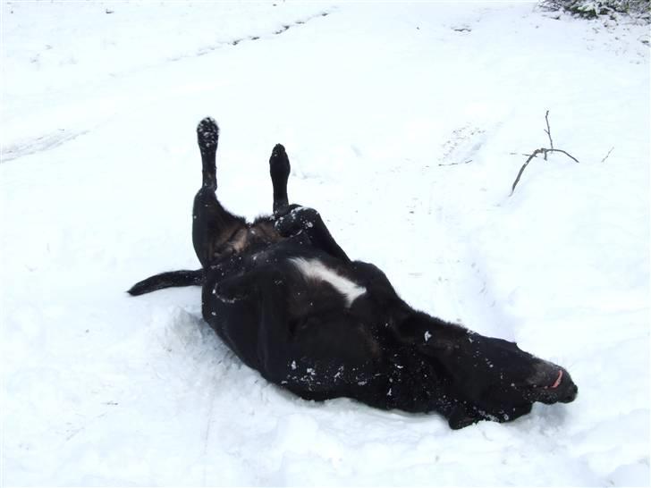 Blanding af racer Olivia - d. 24/11-08 billede 7