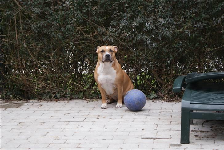 Amerikansk staffordshire terrier trunte billede 18