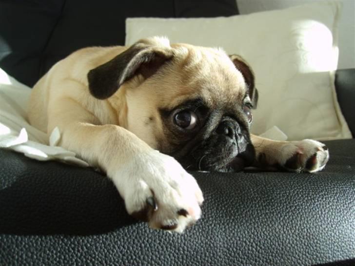 Mops ¤Luie¤ - Luie 16 uger.. tager lige en lur i stolen. billede 18