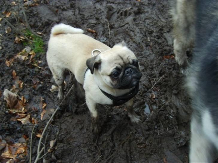 Mops ¤Luie¤ - der var godt mudderet i skoven, men det holdte ikke Luie tilbage.... billede 19