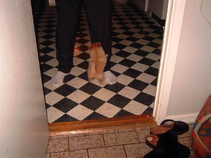 Pomeranian Lady - Her står jeg op af min "fars" ben... billede 9