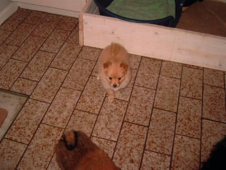 Pomeranian Lady - Nu fiser vi rigtig rundt over det hele...  billede 10