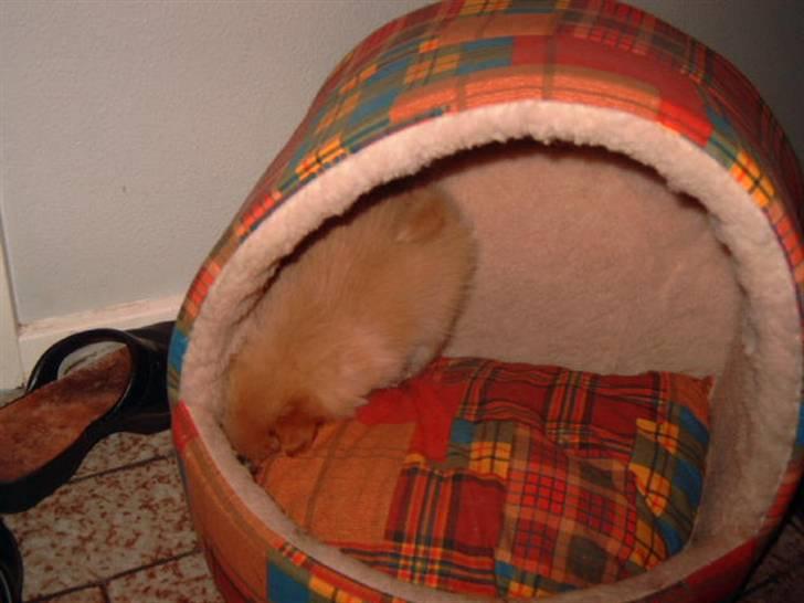 Pomeranian Lady - Hmm gemmer de mon noget her???? billede 11