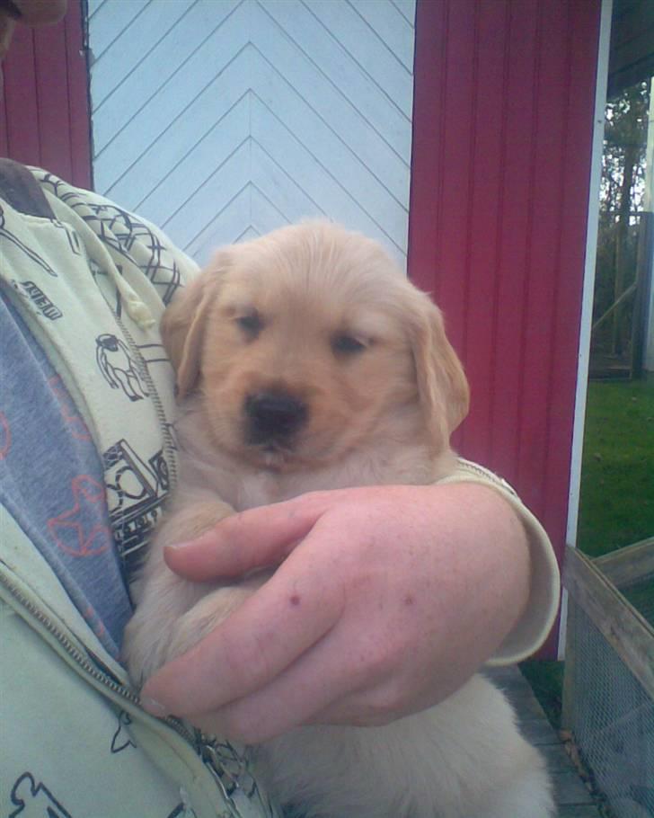 Golden retriever Zeus - Hej det er mig Zeus, her er jeg kun lidt over 6 uger...=) billede 1