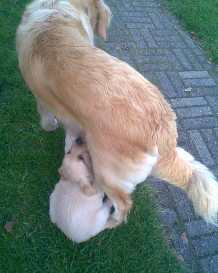 Golden retriever Zeus - mad billede 2