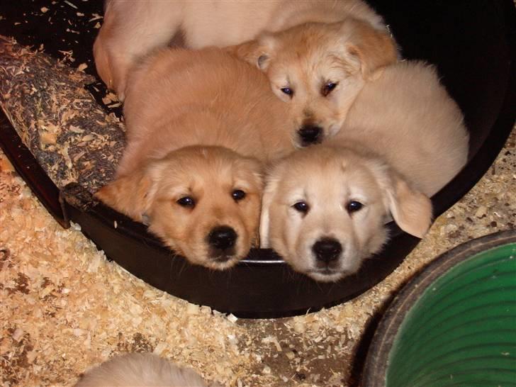 Golden retriever Zeus - Zeus med to af sine søskende, Zeus til venstre... billede 3