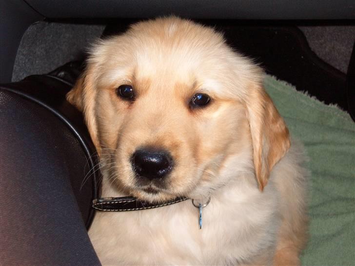 Golden retriever Zeus - På vej hjem i bilen. billede 4