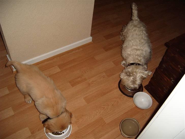Golden retriever Zeus - Mad tid =) billede 5