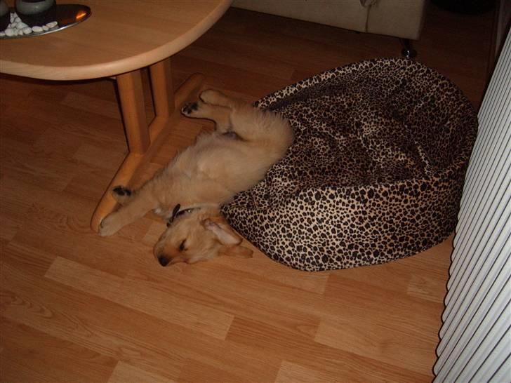 Golden retriever Zeus - hovsa... pyt sover bare videre...=) billede 7