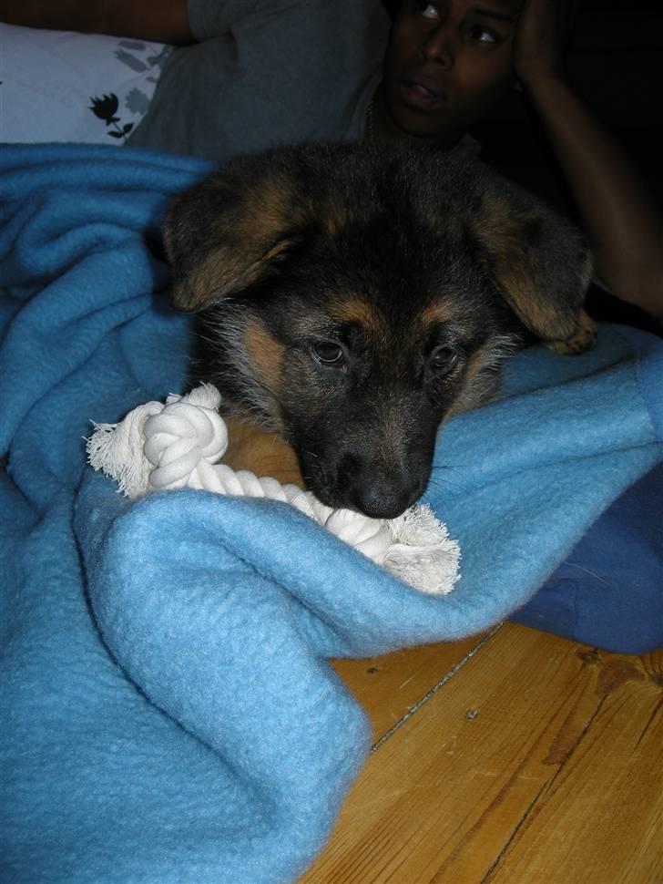 Schæferhund Silke R.I.P. mors engel - 8 uger gammel billede 8