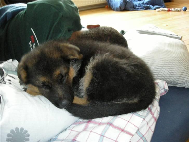 Schæferhund Silke R.I.P. mors engel - 8 uger gammel billede 9