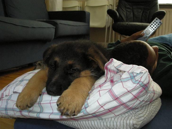 Schæferhund Silke R.I.P. mors engel - 8 uger gammel billede 10