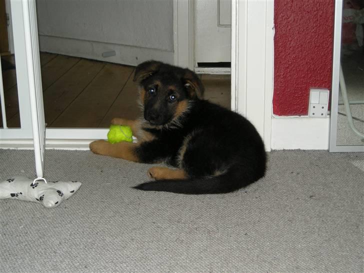 Schæferhund Silke R.I.P. mors engel - 8 uger gammel billede 11